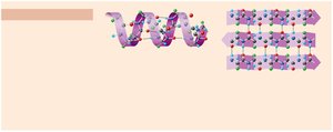 Secondary structure: alpha helix and beta sheet