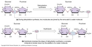 Dehydration synthesis and hydrolysis of sucrose