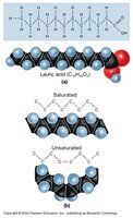 Saturated and unsaturated fatty acids