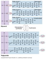 Triglyceride structure and synthesis