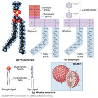 Phospholipid and glycolipid structure