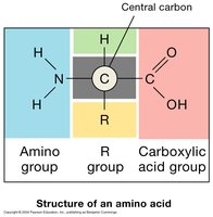 Structure of an amino acid