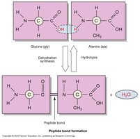 Peptide bond formation