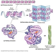 Levels of protein structure
