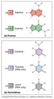 Purine and pyrimidine bases
