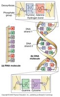 DNA and RNA molecules, base pairing
