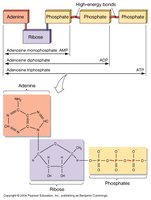 ATP, ADP, AMP structure and high-energy bonds