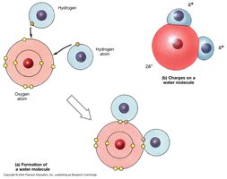 Formation and charges on a water molecule