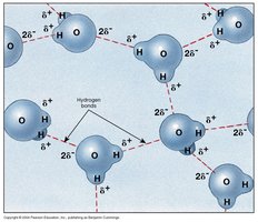 Hydrogen bonding between water molecules