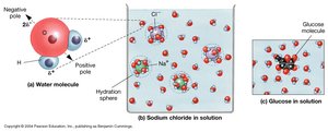 Water molecule polarity and sodium chloride in solution
