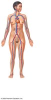 Cardiovascular system