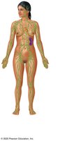 Lymphatic system