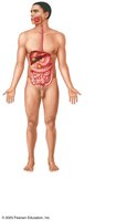 Digestive system