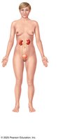 Urinary system