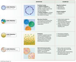 Core principles summary table