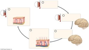 Negative feedback loop example