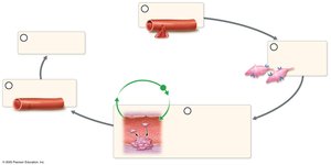 Positive feedback loop example