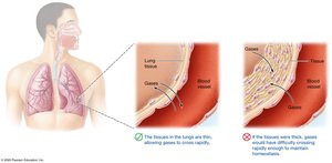 Structure-function relationship in lungs