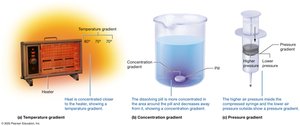 Examples of physiological gradients