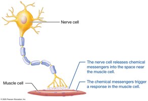 Nerve cell communicating with muscle cell