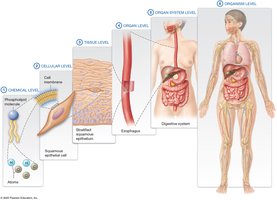 Levels of structural organization in the human body