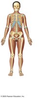 Skeletal system