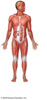 Muscular system