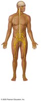 Nervous system