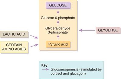 Diagram showing gluconeogenesis pathways
