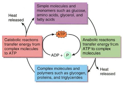 Diagram showing the relationship between catabolic and anabolic reactions with ATP as the energy link