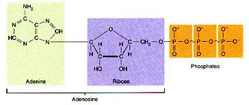 Structure of ATP showing adenine, ribose, and three phosphate groups
