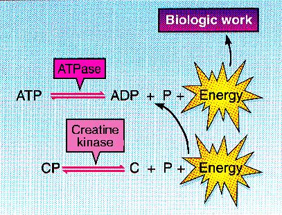 Diagram showing ATP breakdown and creatine phosphate in energy transfer