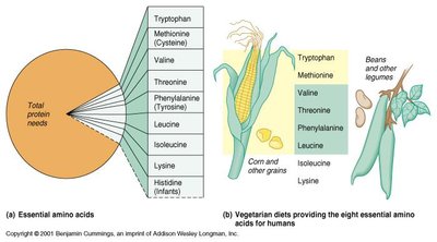 Pie chart and diagram showing essential amino acids and vegetarian sources