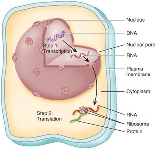Diagram of protein synthesis: transcription and translation