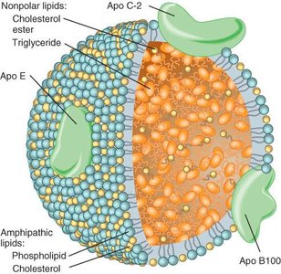 Structure of a lipoprotein showing lipid and protein components