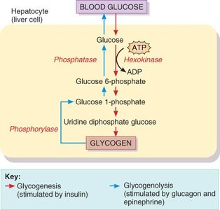 Diagram showing glycogenesis and glycogenolysis in the liver cell