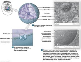 Diagram of nuclear envelope and nuclear pores
