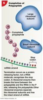 Diagram of translation termination