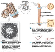 Diagram of centrioles and cilia structure