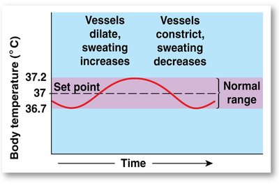 Graph showing negative feedback in body temperature regulation, with vessels dilating and sweating increasing above set point, and vessels constricting and sweating decreasing below set point.