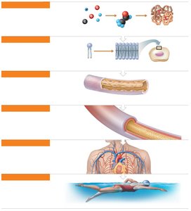 Hierarchy of structural organization in the human body
