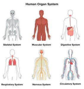 Human organ systems