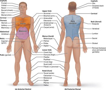 Anatomical position and regional terms