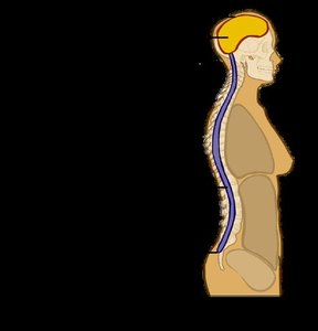 Dorsal body cavity