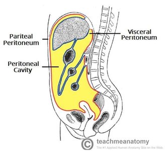 Peritoneum and peritoneal cavity