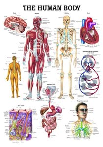 The Human Body systems and organs