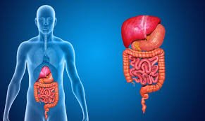 Diagram of the digestive system in the human body