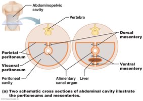 Cross section of abdominal cavity showing peritoneum and mesenteries