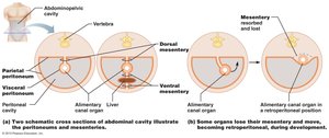 Developmental changes in mesenteries and peritoneum