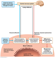 Digestive regulatory mechanisms flowchart